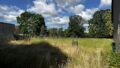 Wiese